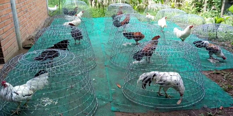 Tìm hiểu đôi nét về gà đá