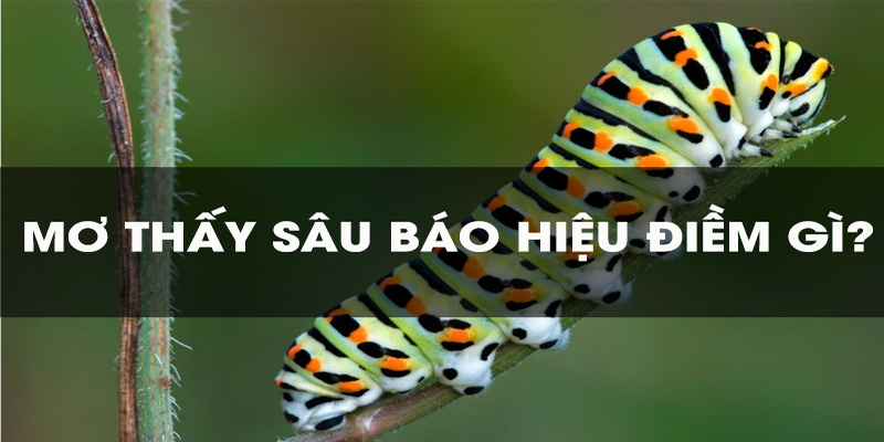 Mơ thấy sâu