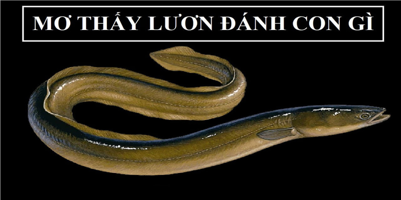 Mơ thấy lươn đánh con gì